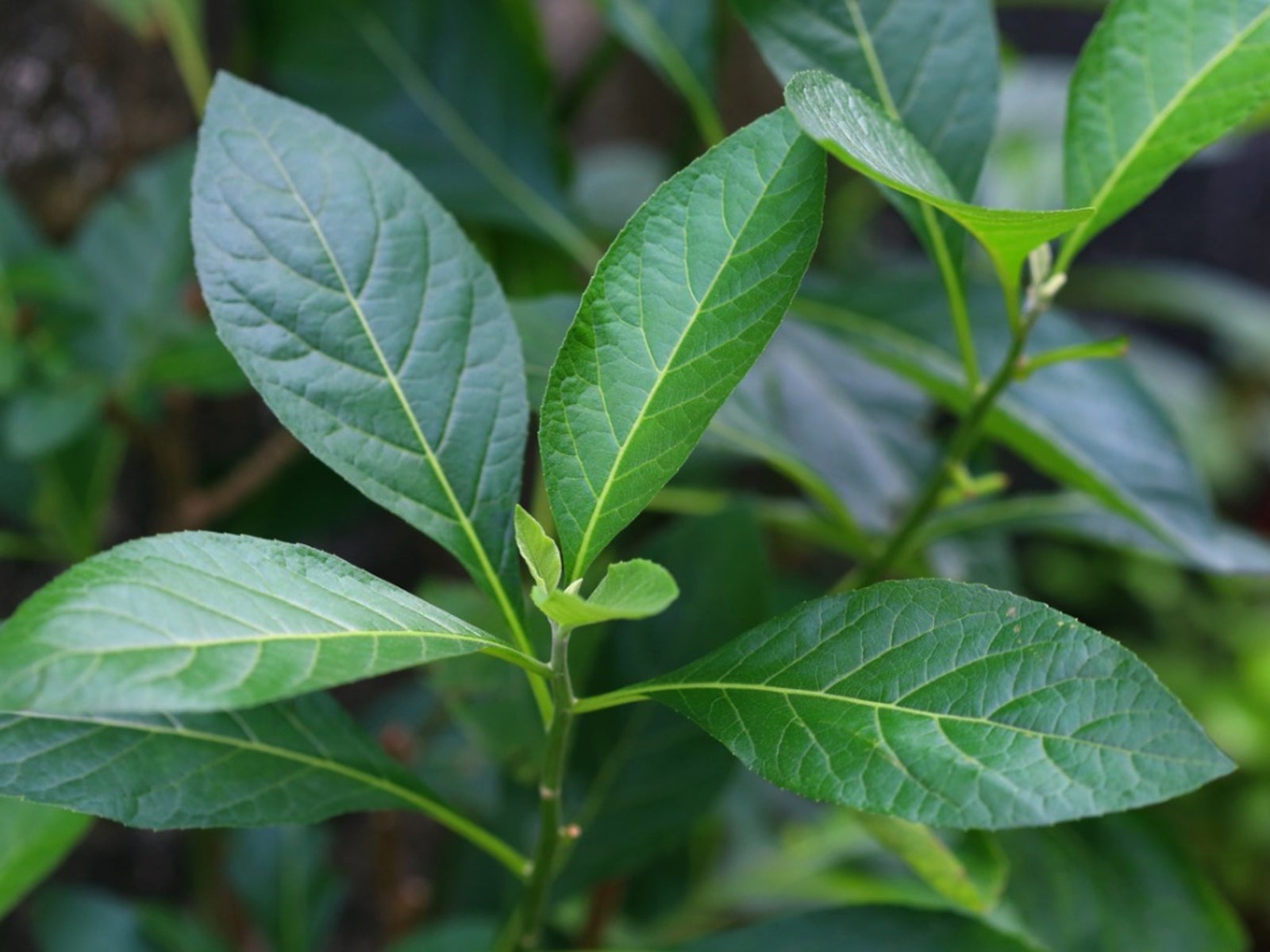 Bitter Leaf (Vernonia amygdalina) — Ghana’s Natural Healing Herb